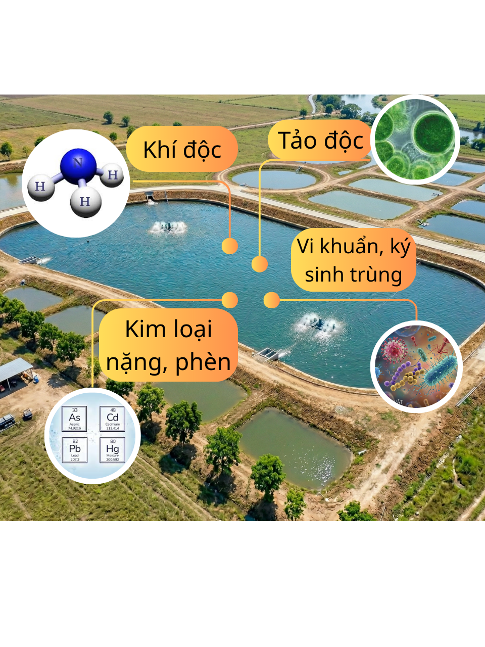 Sức khỏe đàn tôm có thể bị ảnh hưởng nghiêm trọng nếu bà con vô tình bỏ qua điều này!